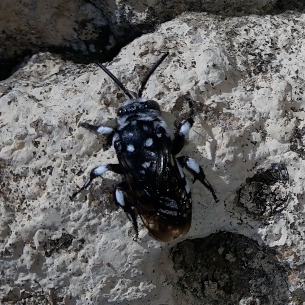 Apidae Anthophorinae:  Melecta luctuosa?  No, Thyreus sp.